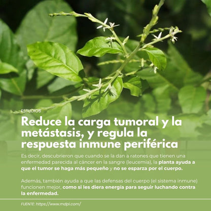 Cápsulas duras NATURACURE® Anamú CJA/FCO. DE 120