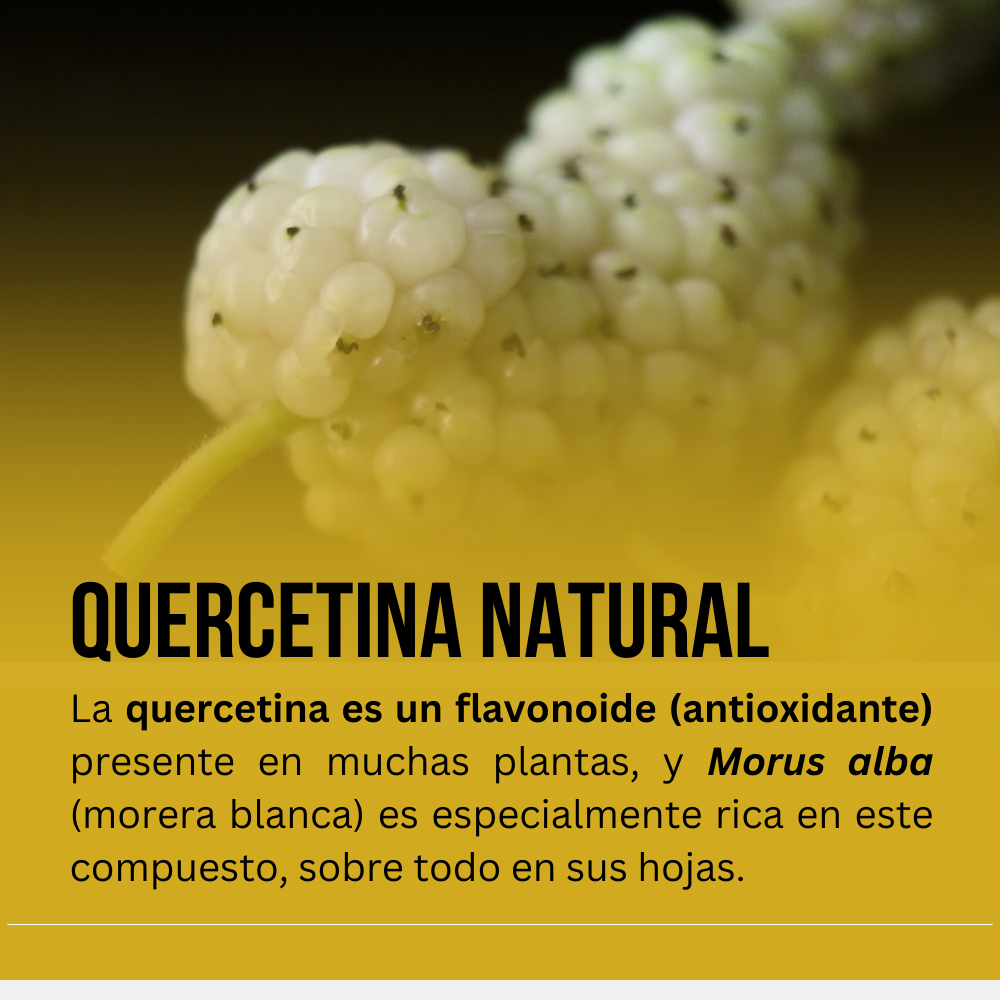 Cápsulas duras HERBACEUTICALS® Morera blanca CJA. GDE./FCO. DE 120