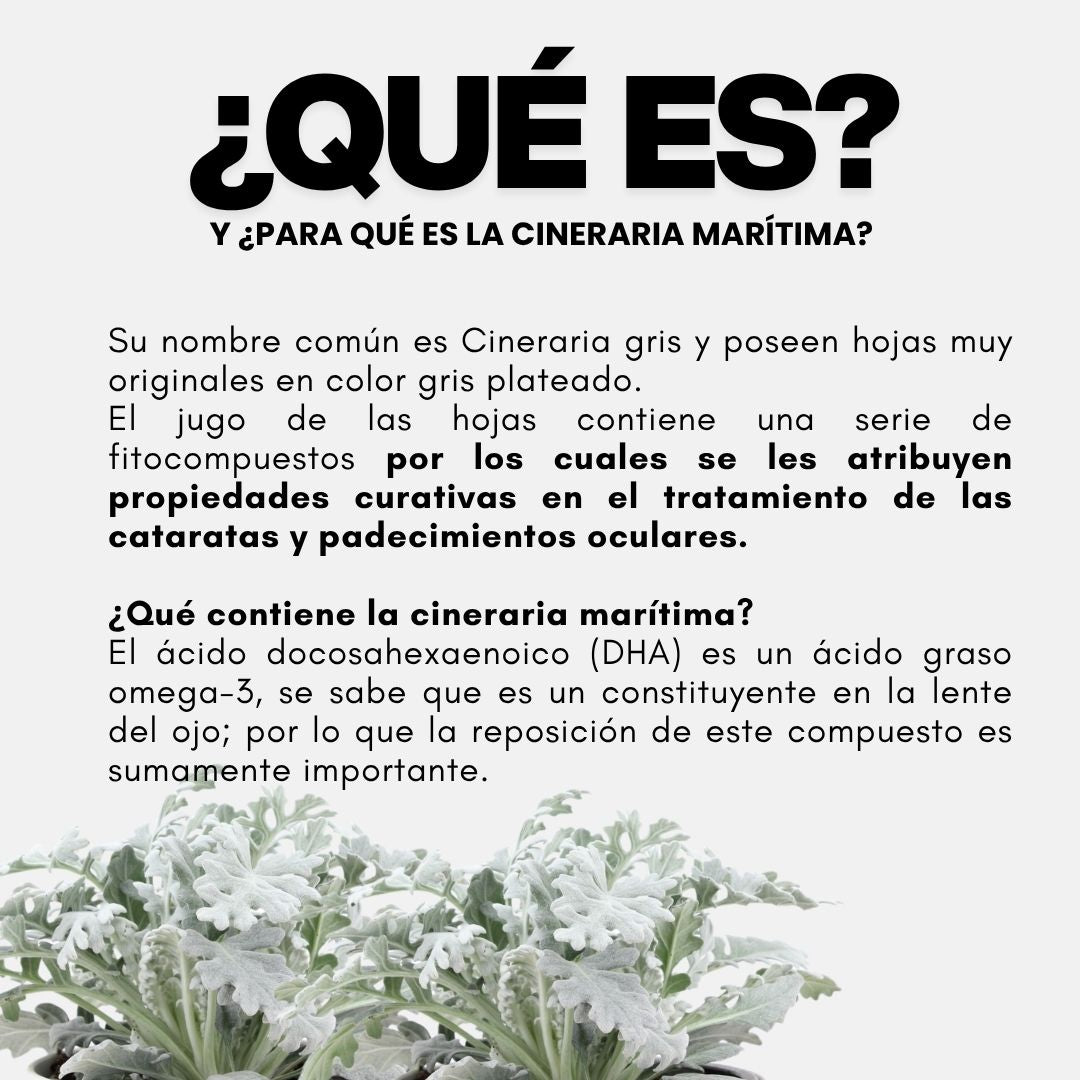 Gotas oftálmicas OPTIMAX® Cineraria marítima CJA/BOT. 010ml