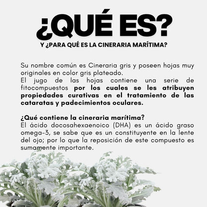 Gotas oftálmicas OPTIMAX® Cineraria marítima CJA/BOT. 010ml