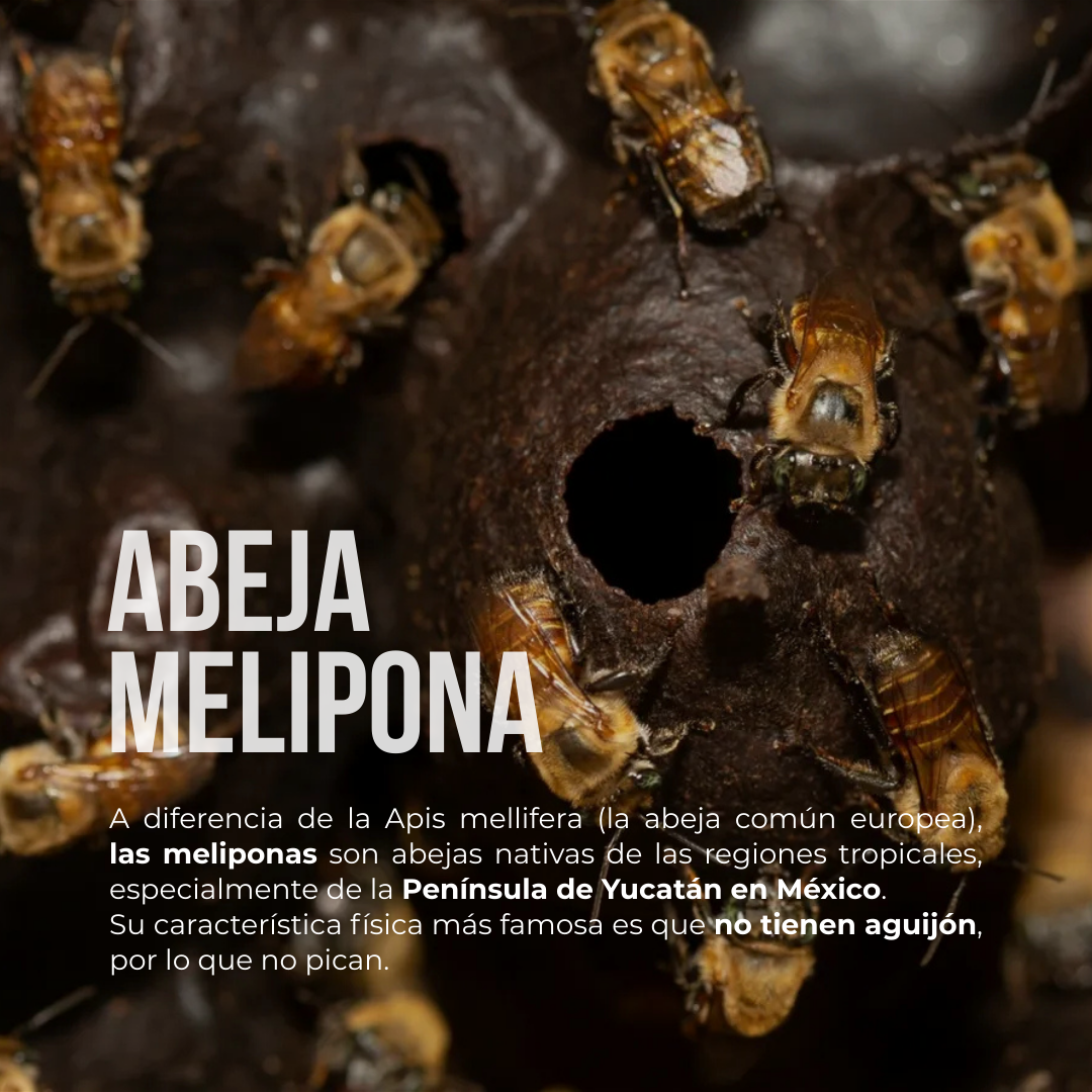Gotas oftálmicas OPTITONIC® Melipona, miel CJA/BOT. 010ml